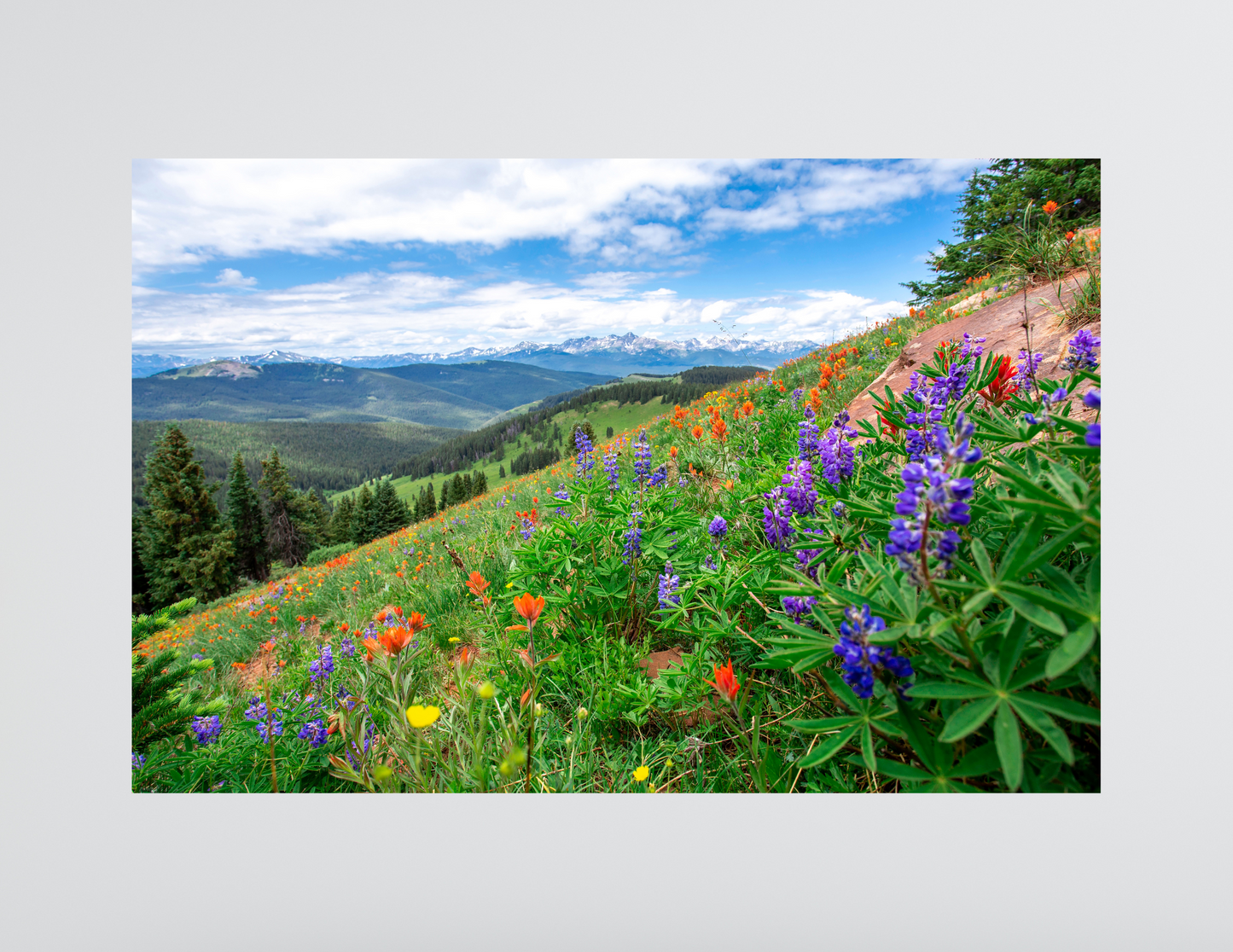 Wonderful Wild Flowers