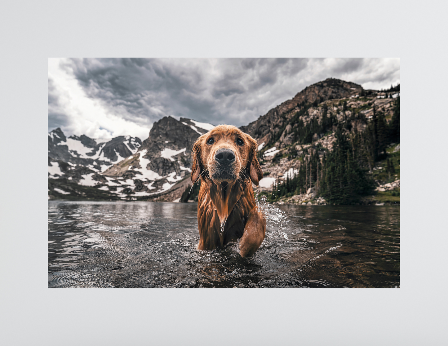 Dog, Golden retriever