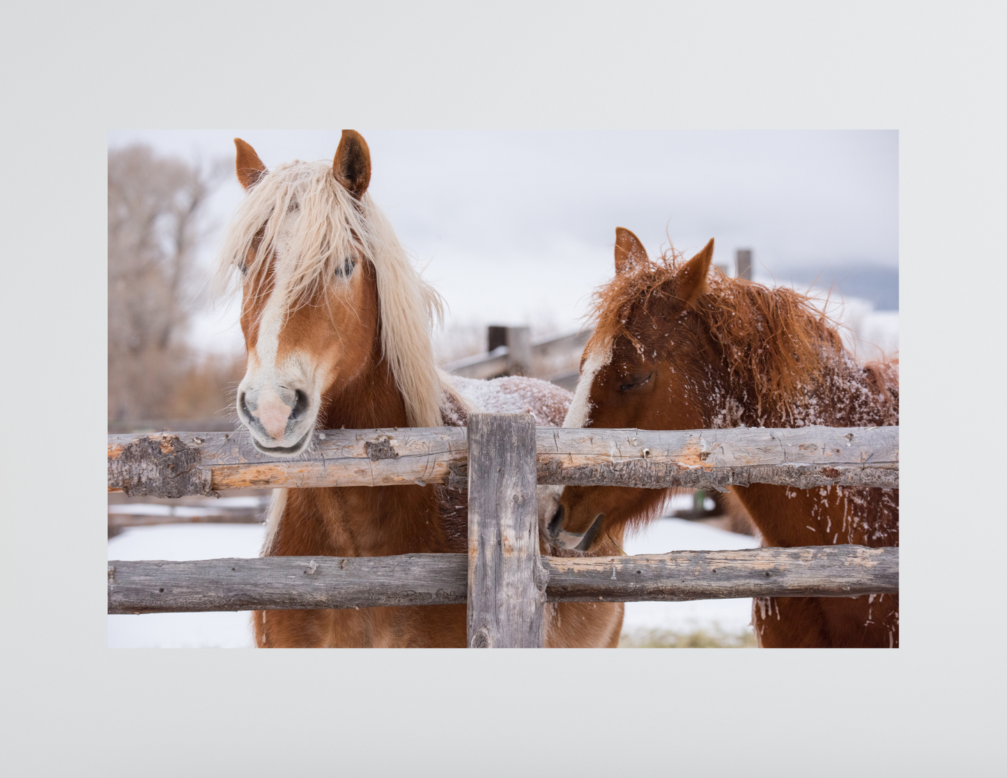 Horses