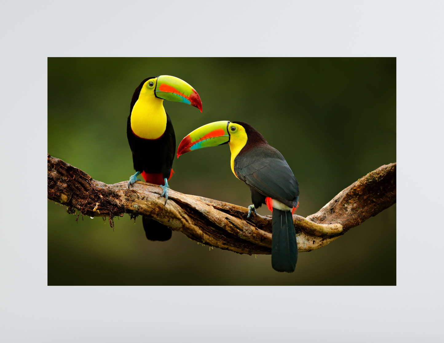 Pair of Toucans