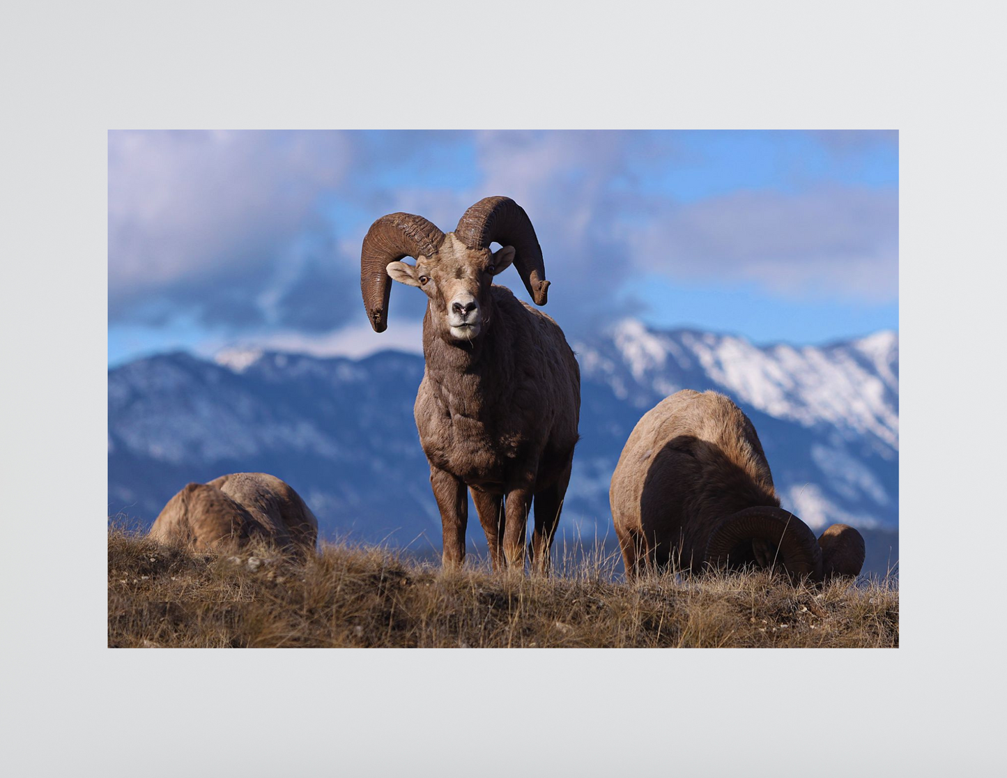 Big Horn Sheep