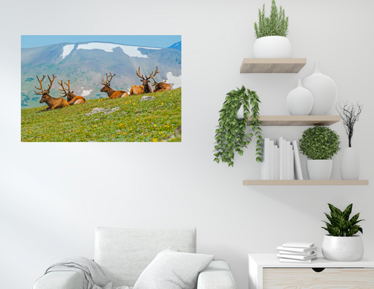 Herd of Elk