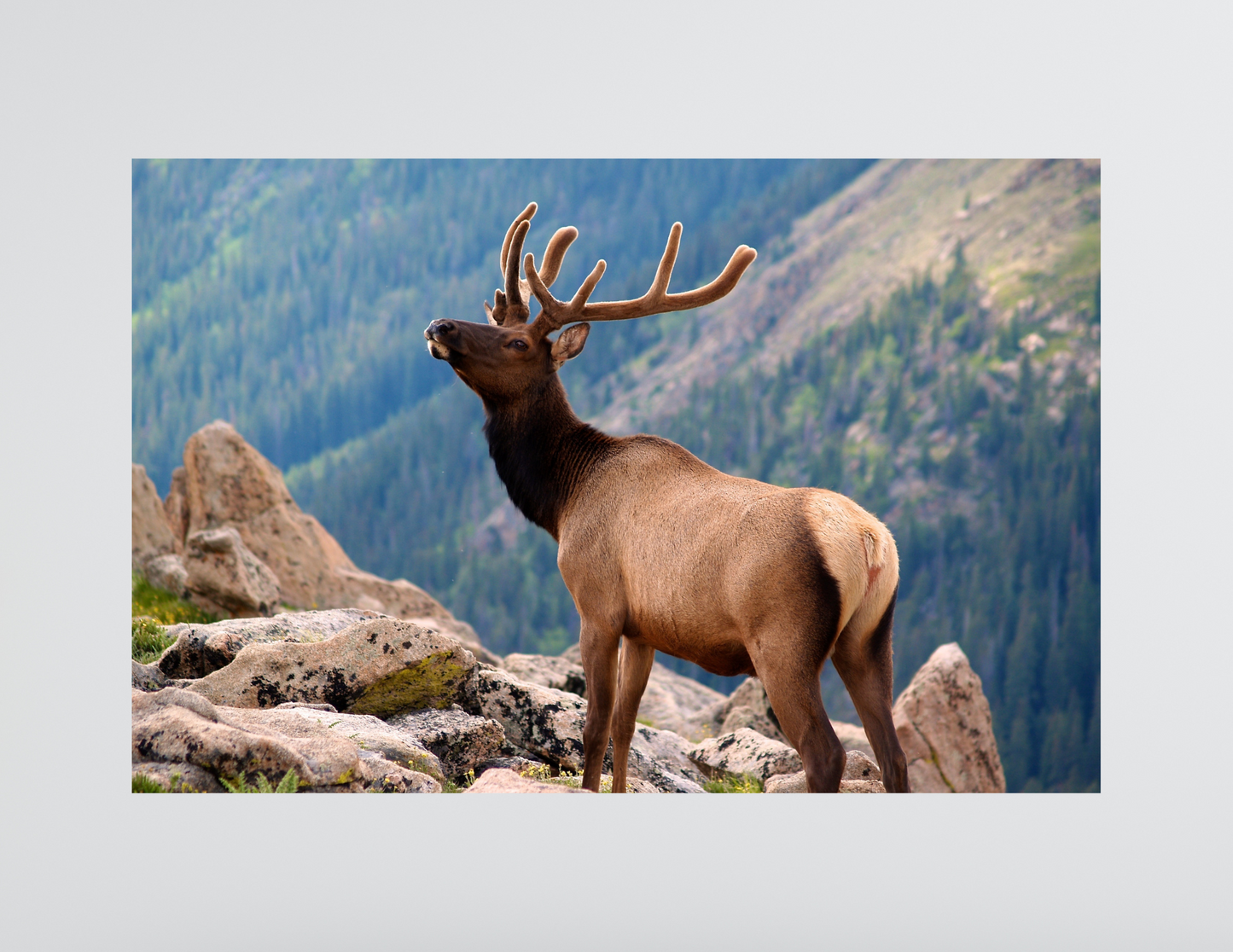 Elk on Cliff