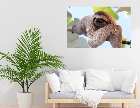 Beautiful Sloth