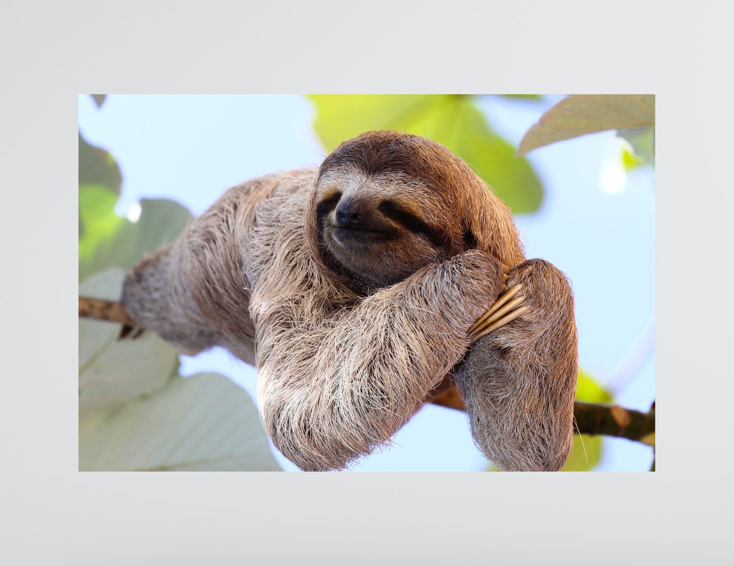 Beautiful Sloth