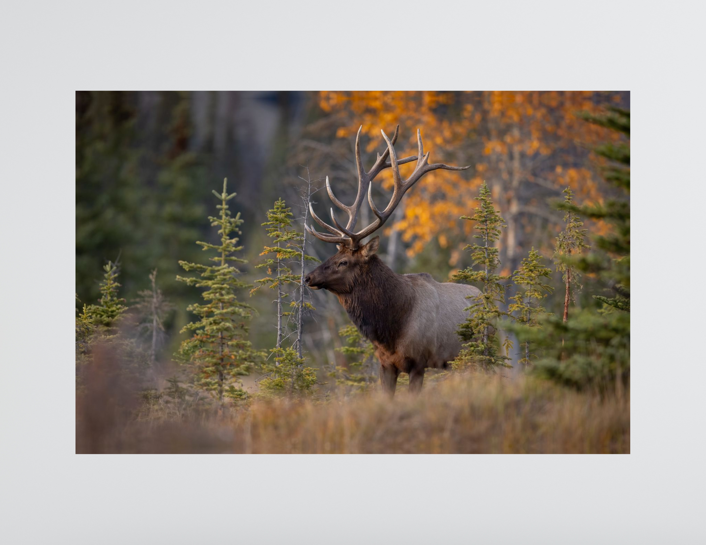 Spectacular Elk