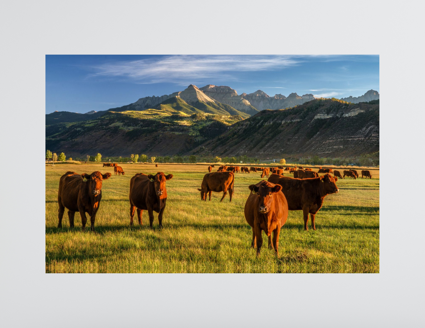 Curious Cows